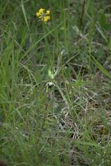 Ophrys fuciflora