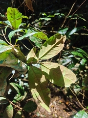 Syzygium hodgkinsoniae
