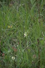 Ophrys fuciflora