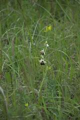 Ophrys fuciflora