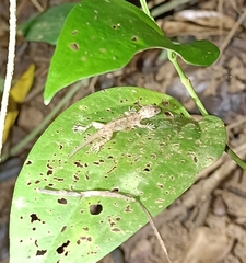 Cnemaspis goaensis