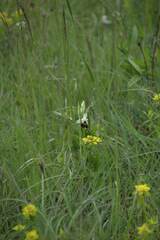 Ophrys fuciflora