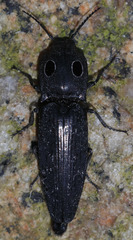 Alaus melanops