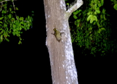 Galeopterus variegatus