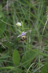 Ophrys fuciflora
