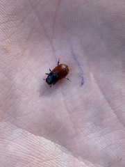 Aphodius