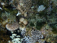 Palythoa tuberculosa