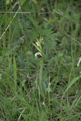 Ophrys fuciflora