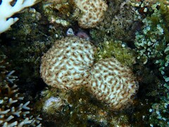 Palythoa tuberculosa