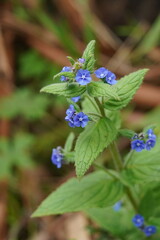Pentaglottis sempervirens