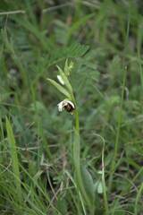 Ophrys fuciflora