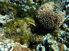 Ophidiaster confertus