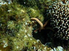 Ophidiaster confertus