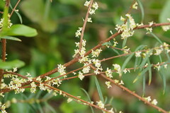 Pimelea axiflora axiflora