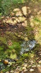 Phylloscopus trochilus