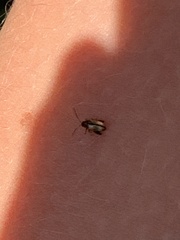 Psylliodes chrysocephala