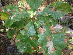 Cristulariella