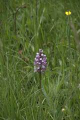 Orchis militaris