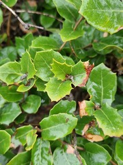Quercus ilex