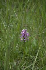 Orchis militaris