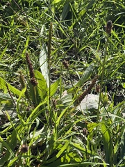 Plantago