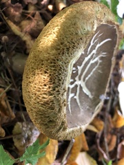 Xerocomus subtomentosus