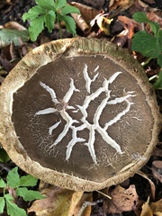 Xerocomus subtomentosus