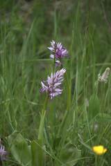 Orchis militaris