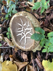 Xerocomus subtomentosus