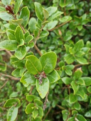 Quercus ilex