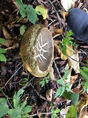 Xerocomus subtomentosus