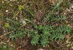 Euphorbia nicaeensis