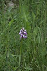 Orchis militaris