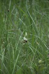 Ophrys fuciflora