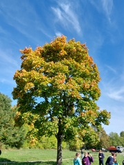 Acer