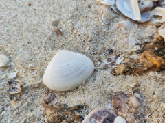 Meretrix