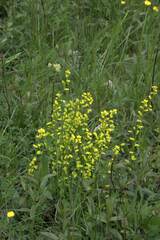 Euphorbia