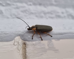 Afronycha emarginata