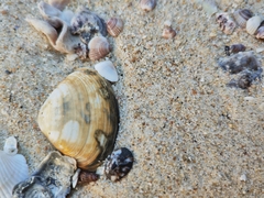 Meretrix