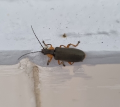 Afronycha emarginata