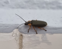 Afronycha emarginata