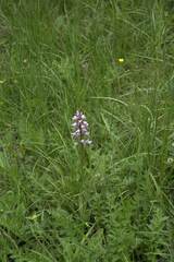 Orchis militaris