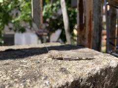 Anacridium aegyptium