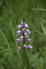 Orchis militaris