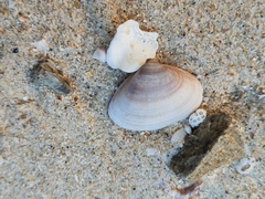 Donacidae