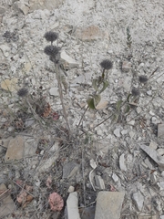 Clinopodium caucasicum