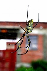 Trichonephila clavata