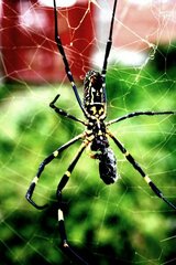 Trichonephila clavata