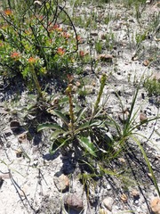 Berkheya herbacea