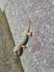 Tarentola angustimentalis